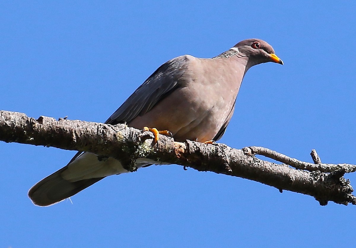 Band-tailed Pigeon - John F. Gatchet