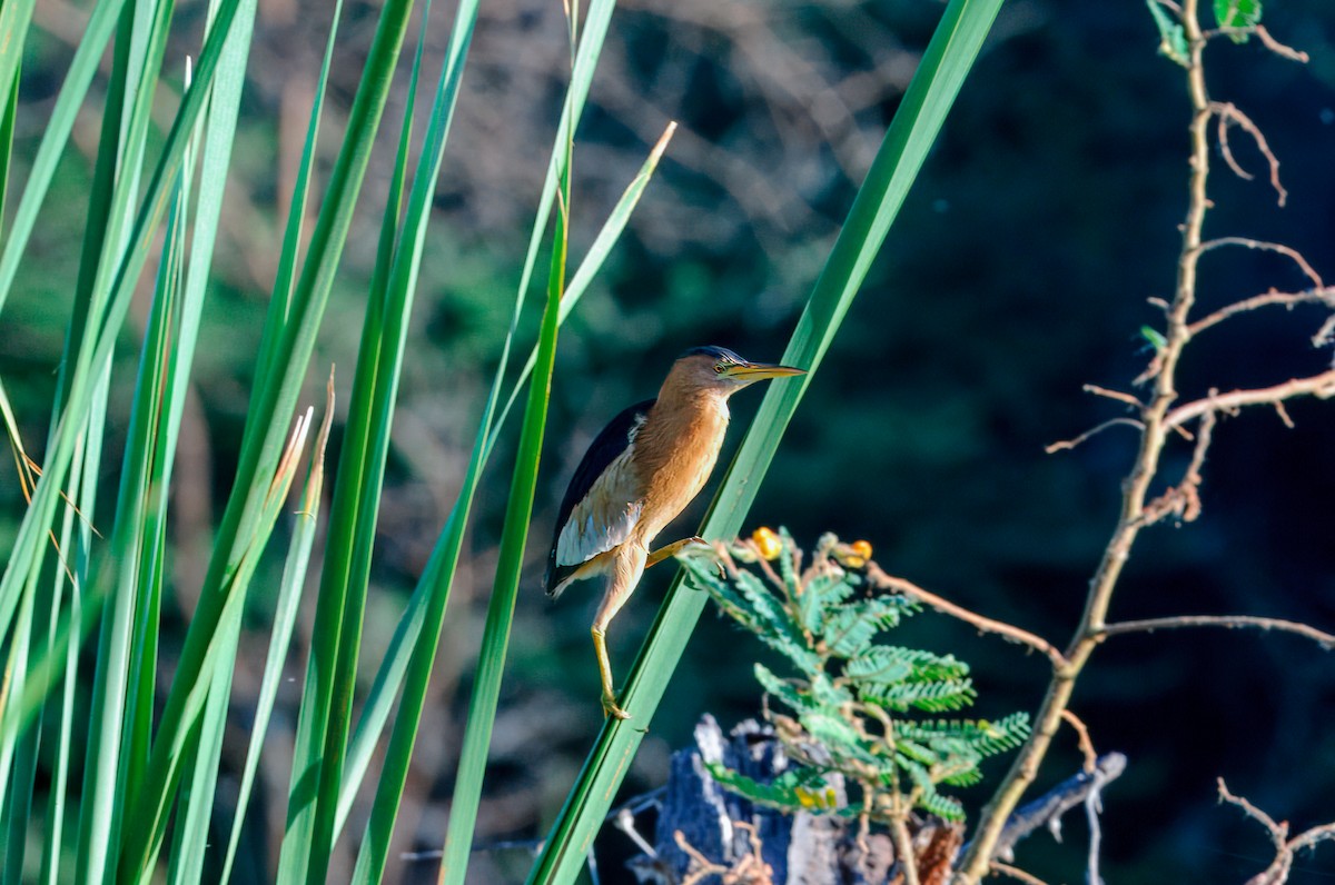 Little Bittern - Prashant Tewari