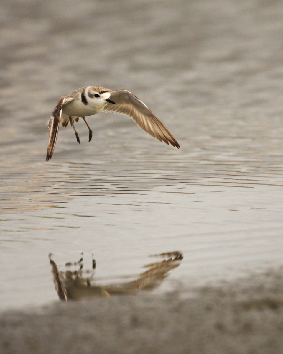 Snowy Plover - Richard  Lechleitner