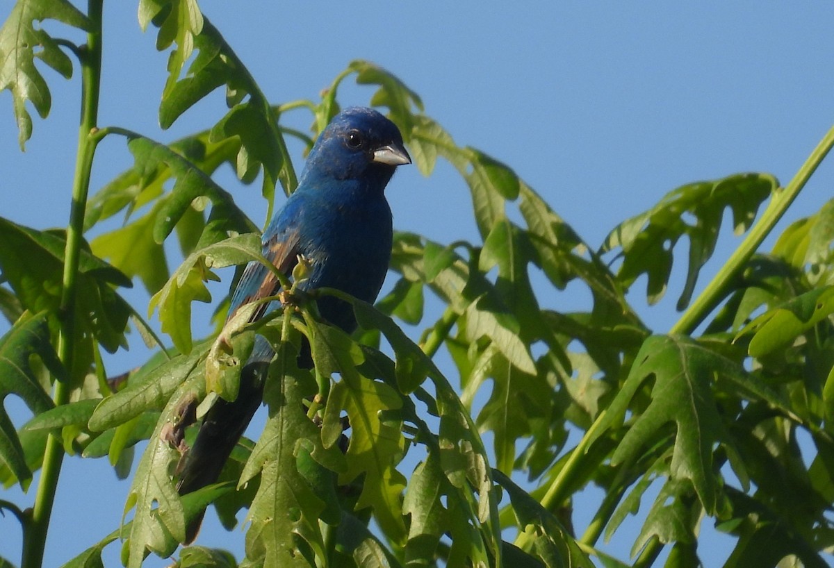 Indigo Bunting - Matt Tobin