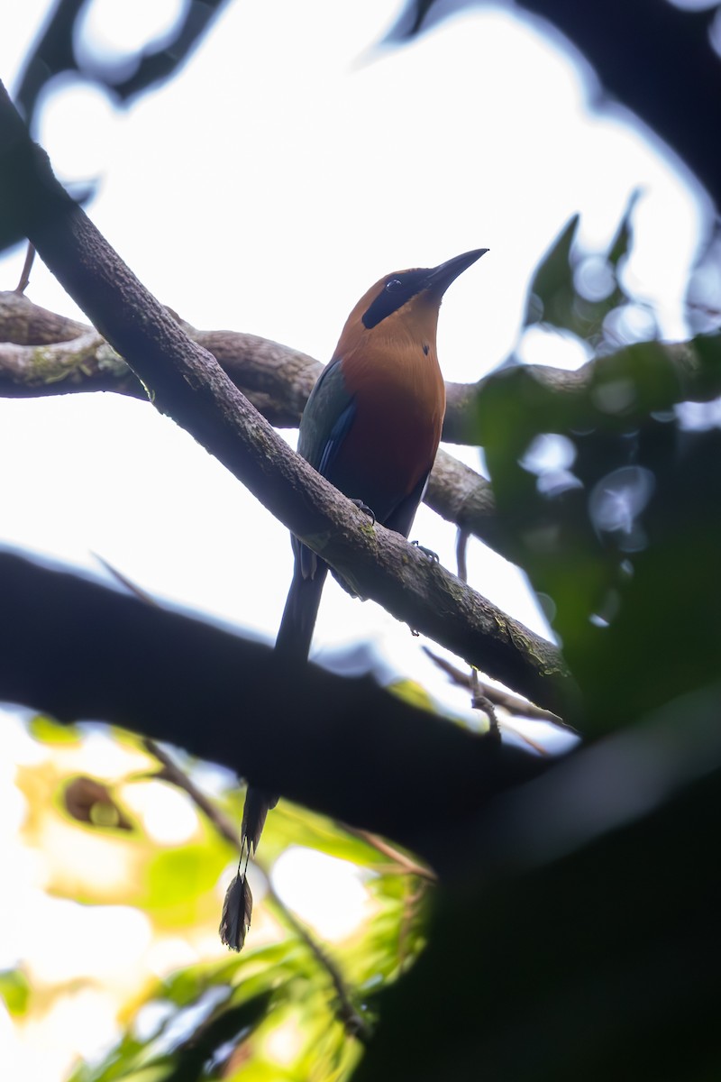 Rufous Motmot - ML619327335