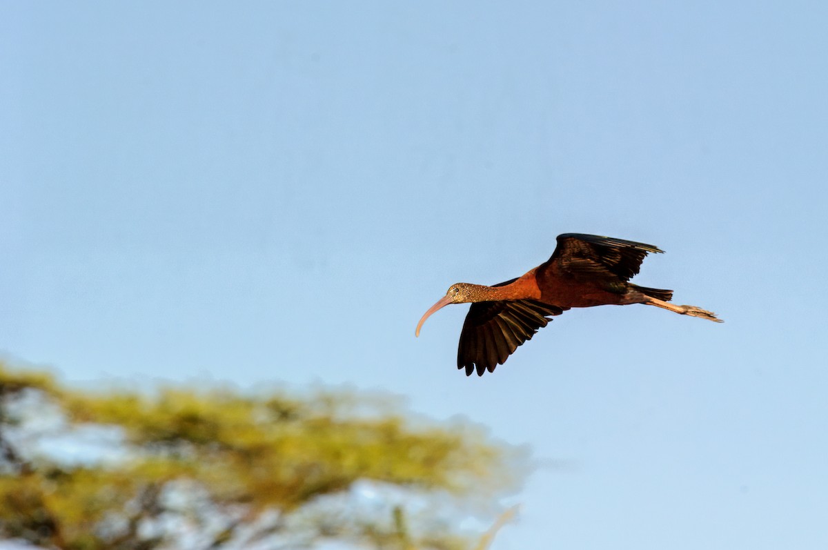 Glossy Ibis - Prashant Tewari
