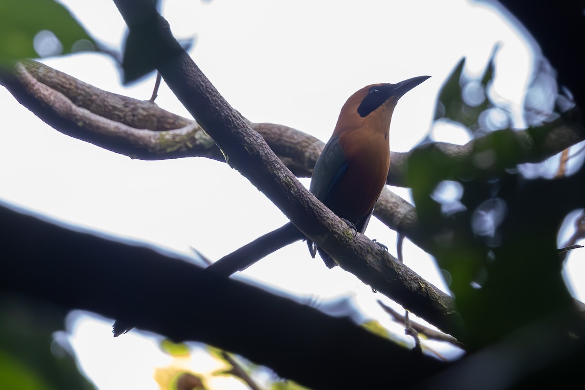 Rufous Motmot - ML619327337