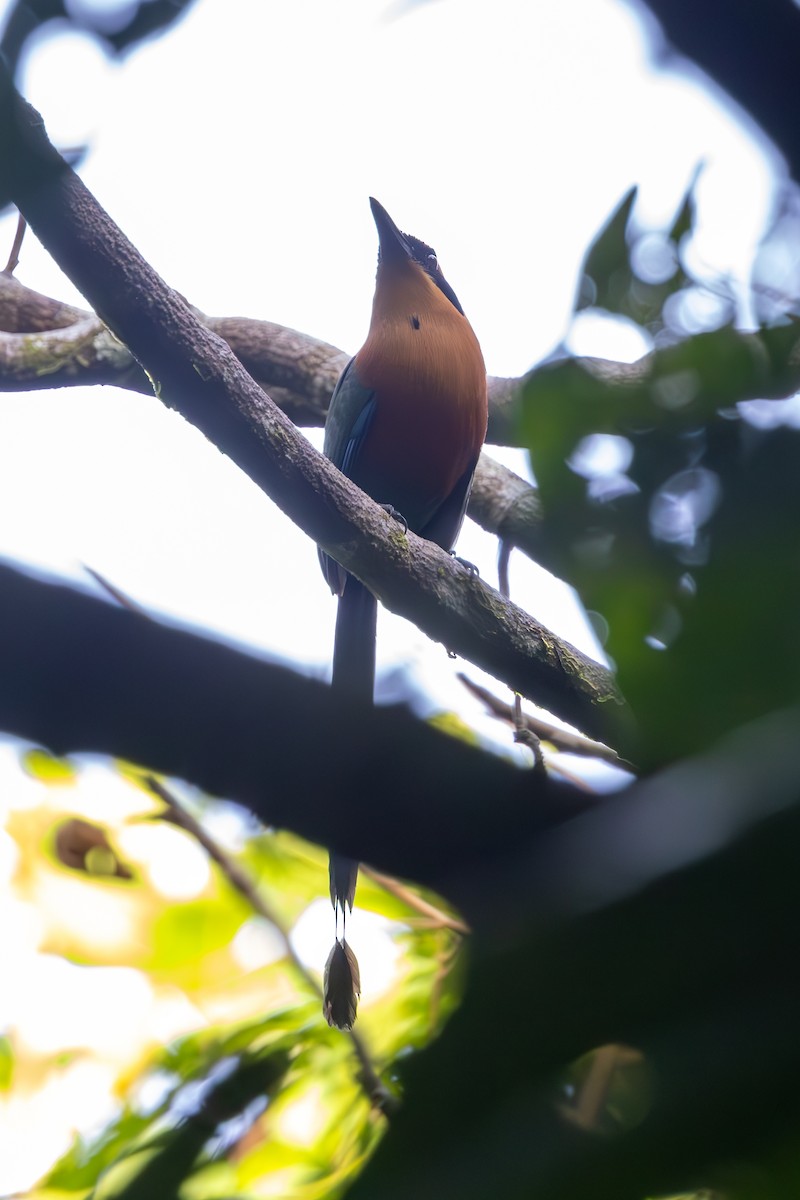 Rufous Motmot - ML619327338