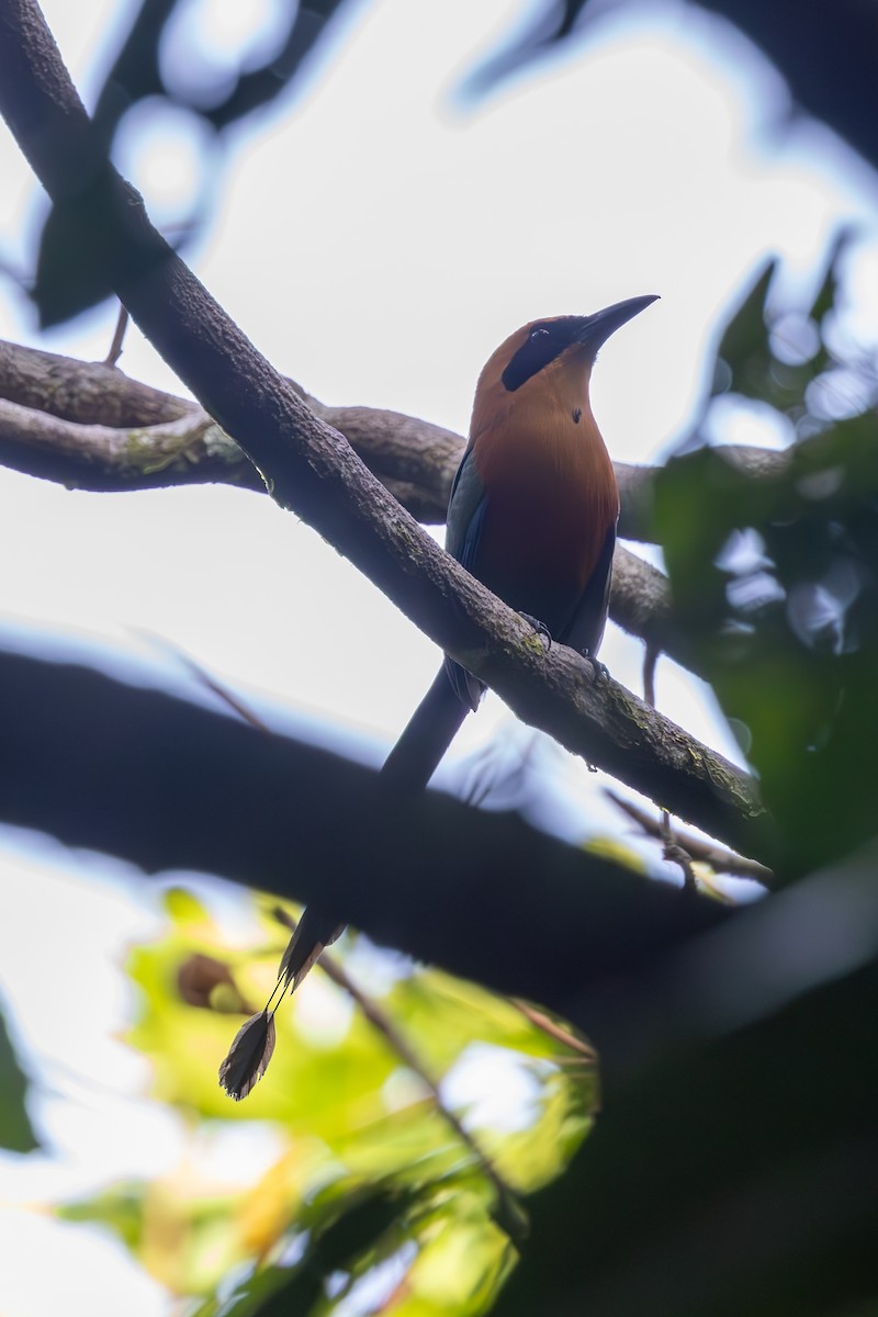 Rufous Motmot - ML619327339