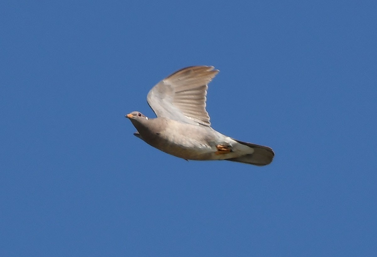 Полосатохвостый голубь - ML619327340