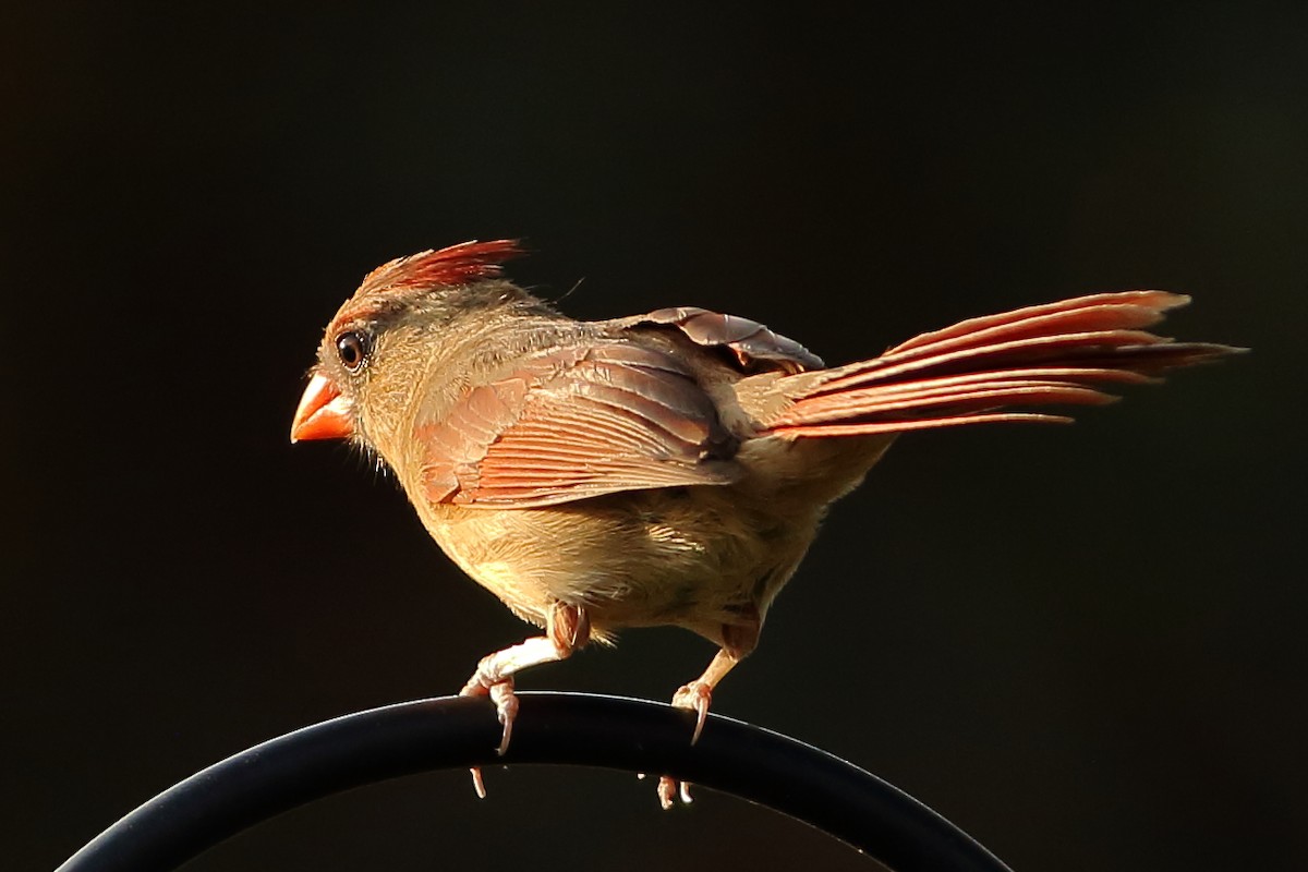 Cardinal rouge - ML619327346