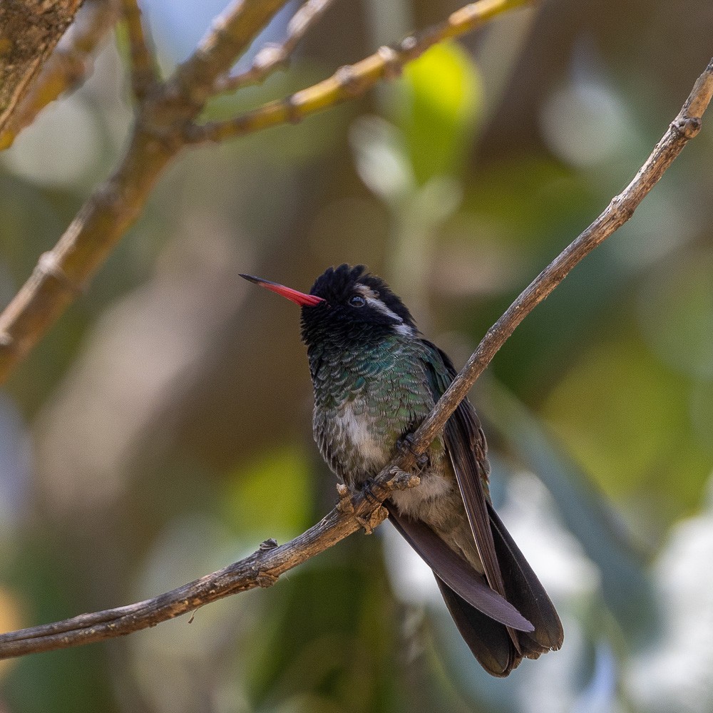 White-eared Hummingbird - ML619327349
