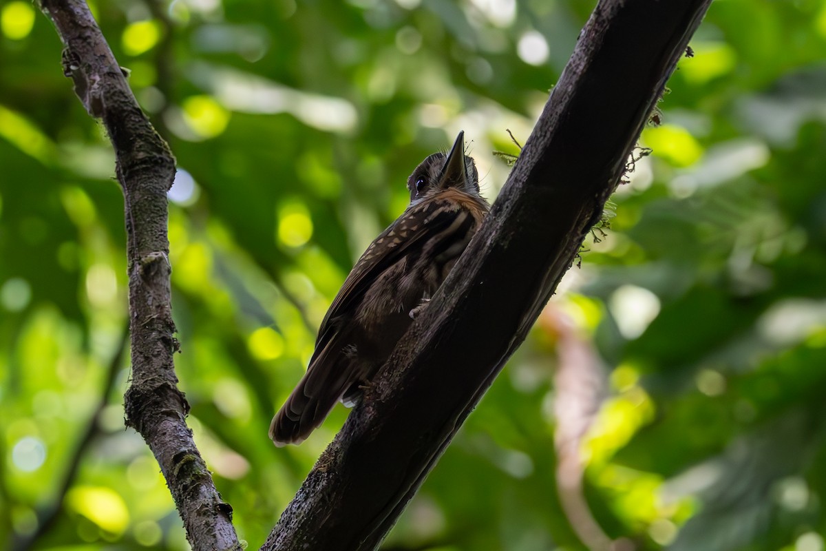 White-whiskered Puffbird - ML619327350