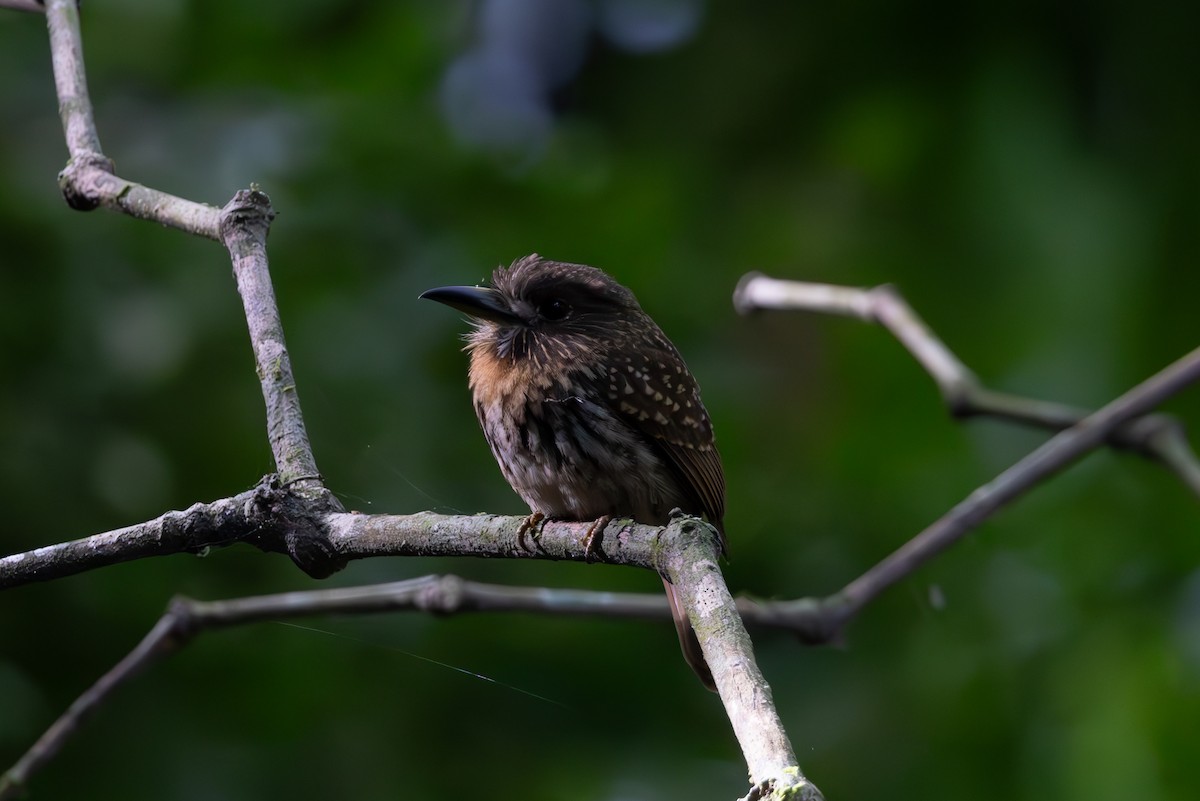 White-whiskered Puffbird - ML619327352