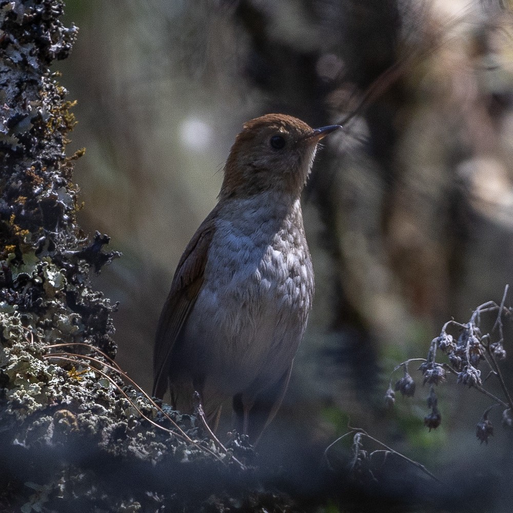 Russet Nightingale-Thrush - David Valladares A