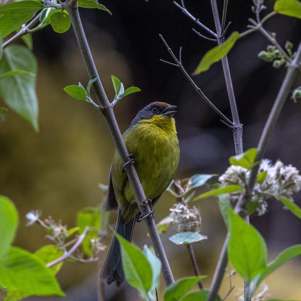 Rufous-capped Brushfinch - ML619327367