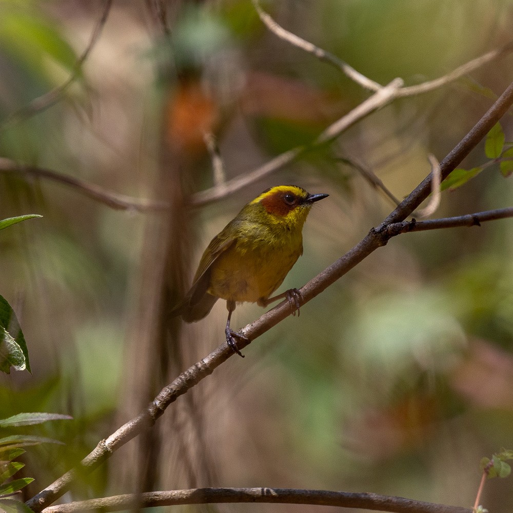 Golden-browed Warbler - ML619327382