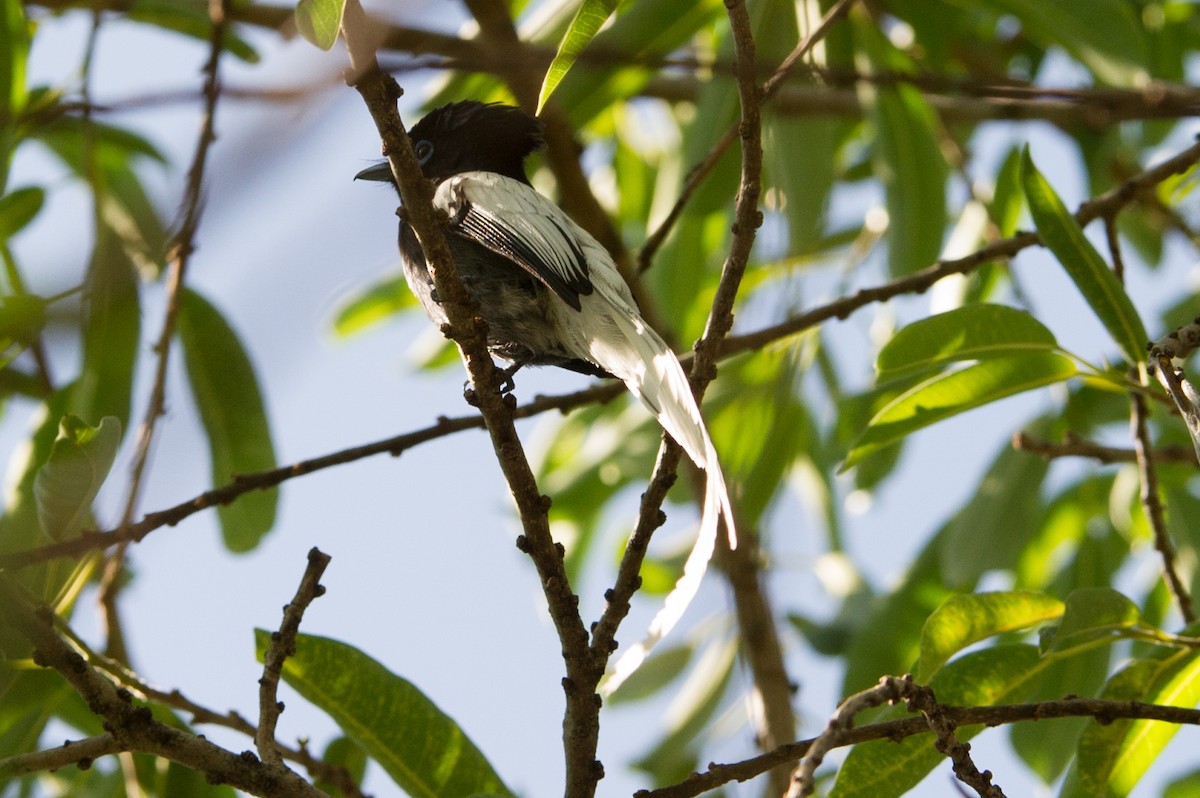 African Paradise-Flycatcher - Prashant Tewari