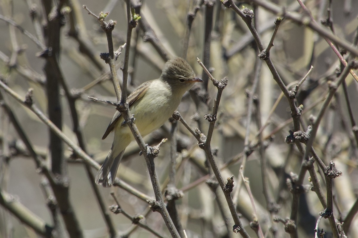 Northern Beardless-Tyrannulet - Craig Robson