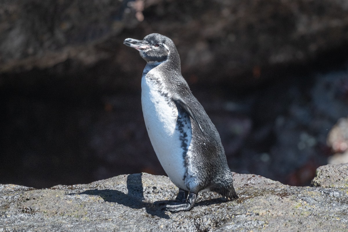 Galapagos Penguin - Adriana Dinu