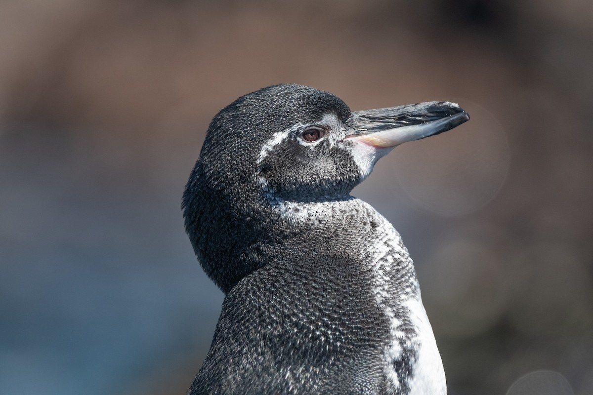 Galapagos Penguin - Adriana Dinu