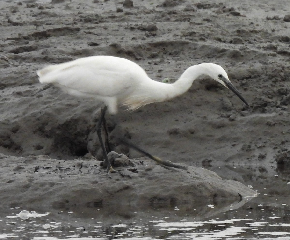 Little Egret - Bonda Sek