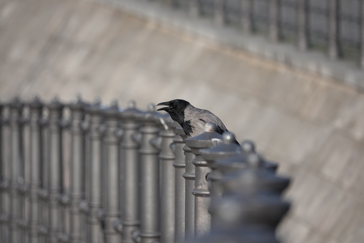 Hooded Crow - Marianne Fan