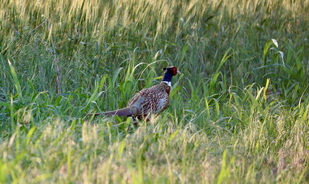 Ring-necked Pheasant - Corey Entriken