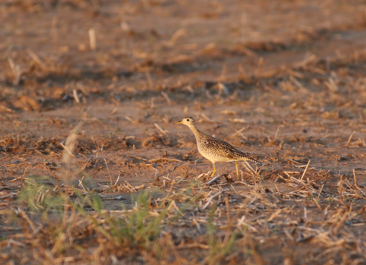 Upland Sandpiper - Corey Entriken