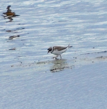 Semipalmated Plover - John Ritchie