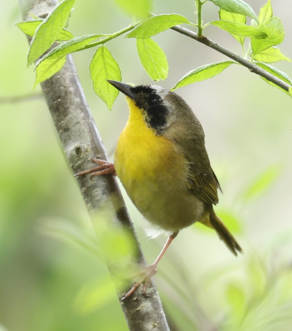 Common Yellowthroat - Wendy Howes
