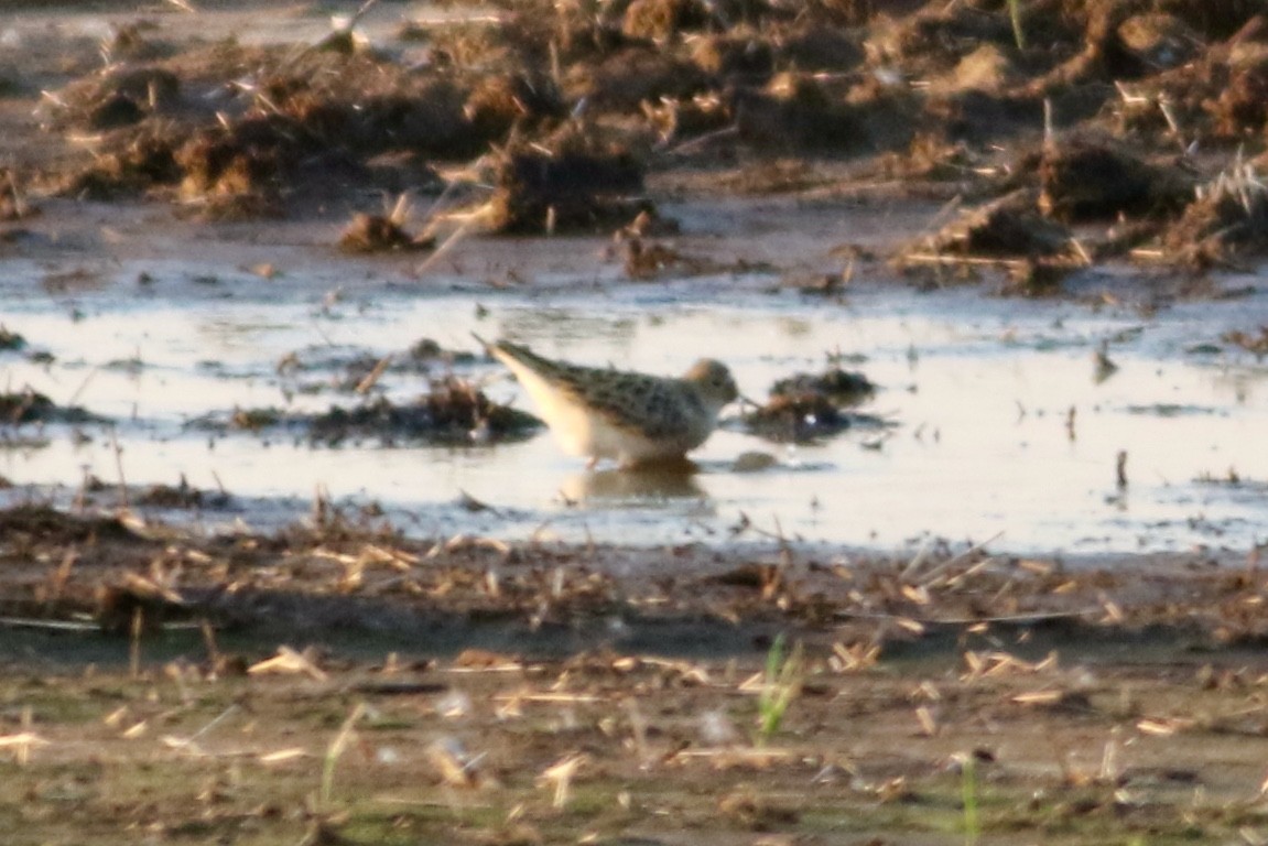 Buff-breasted Sandpiper - ML619327488