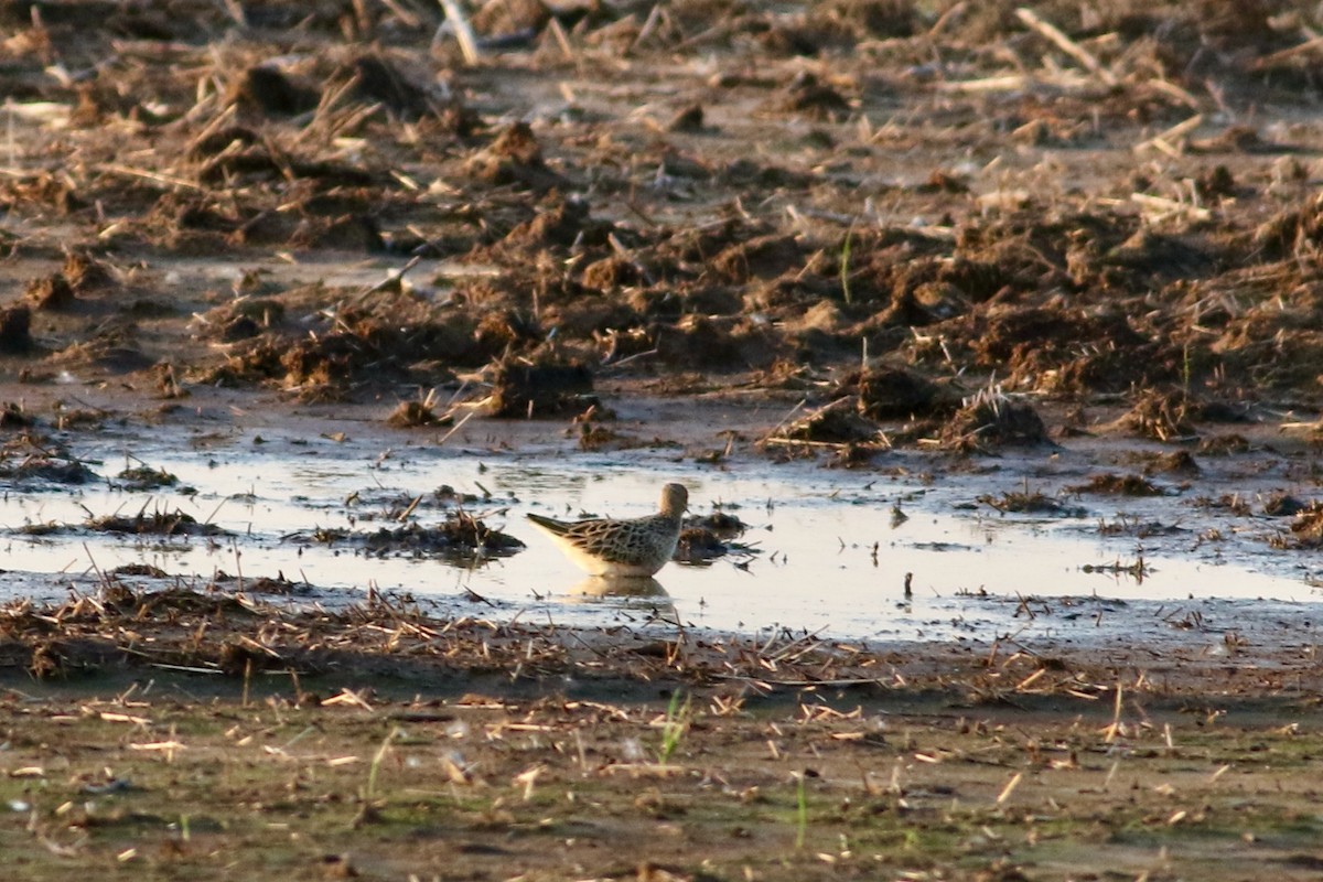 Buff-breasted Sandpiper - Corey Entriken