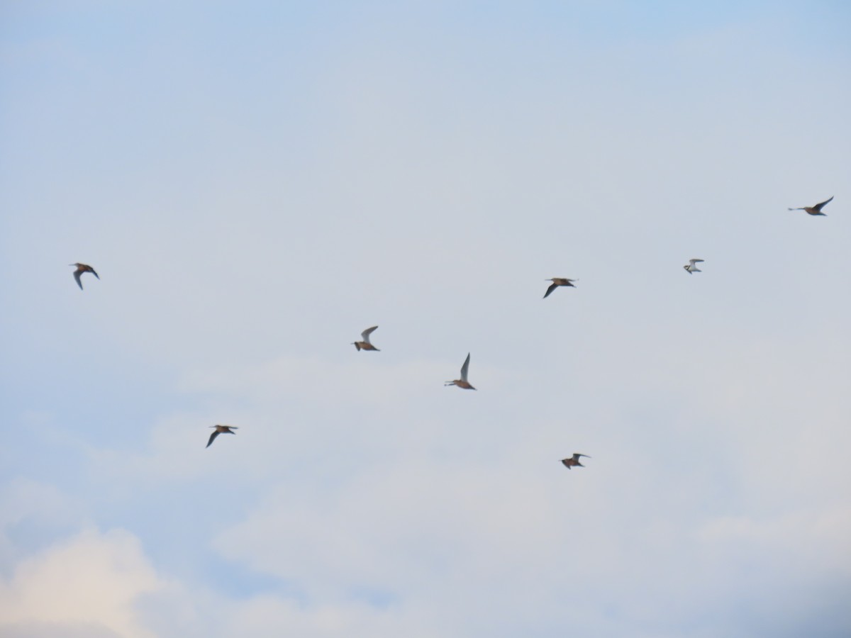 Semipalmated Plover - Laura Burke