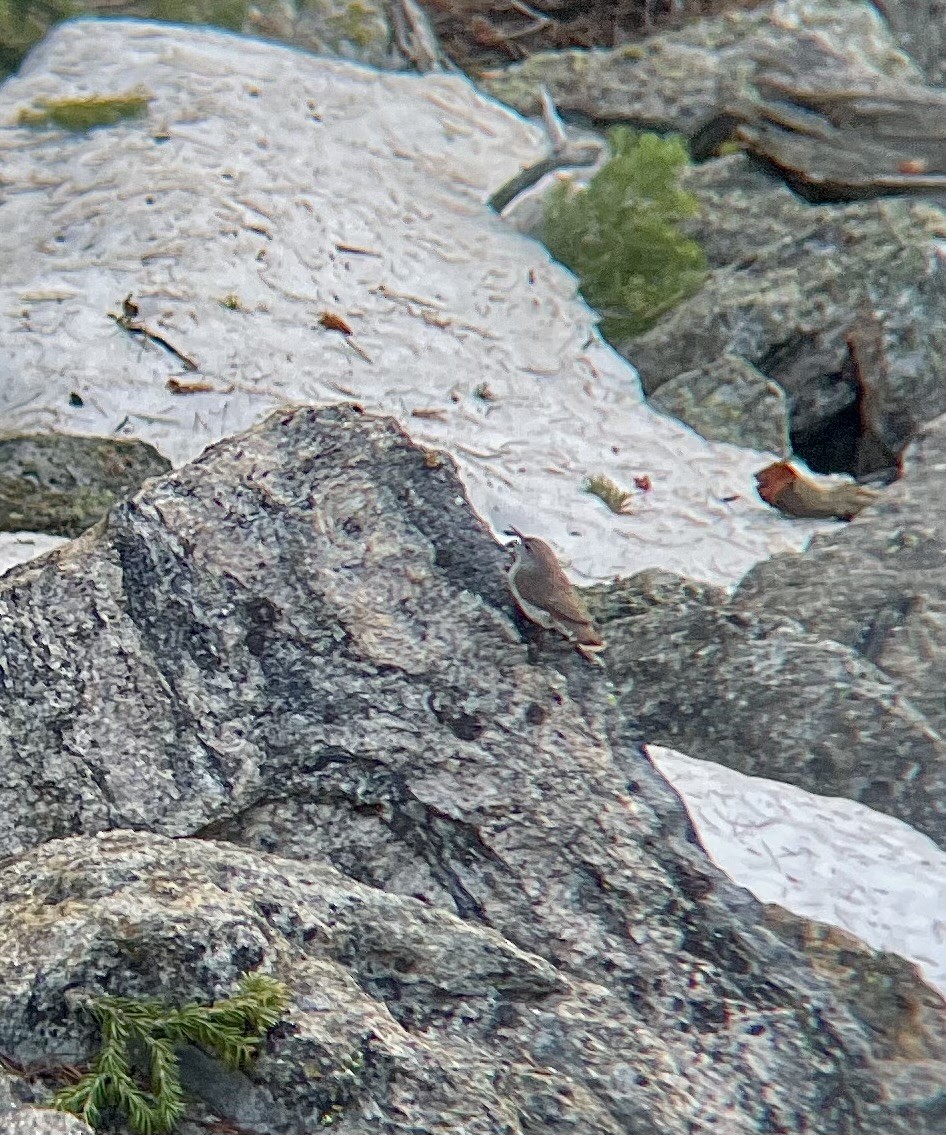 Rock Wren - Billy McCaslin