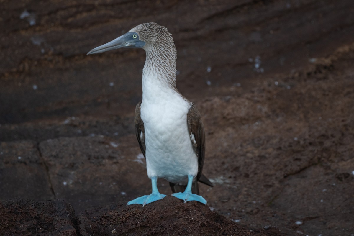 Blue-footed Booby - Adriana Dinu