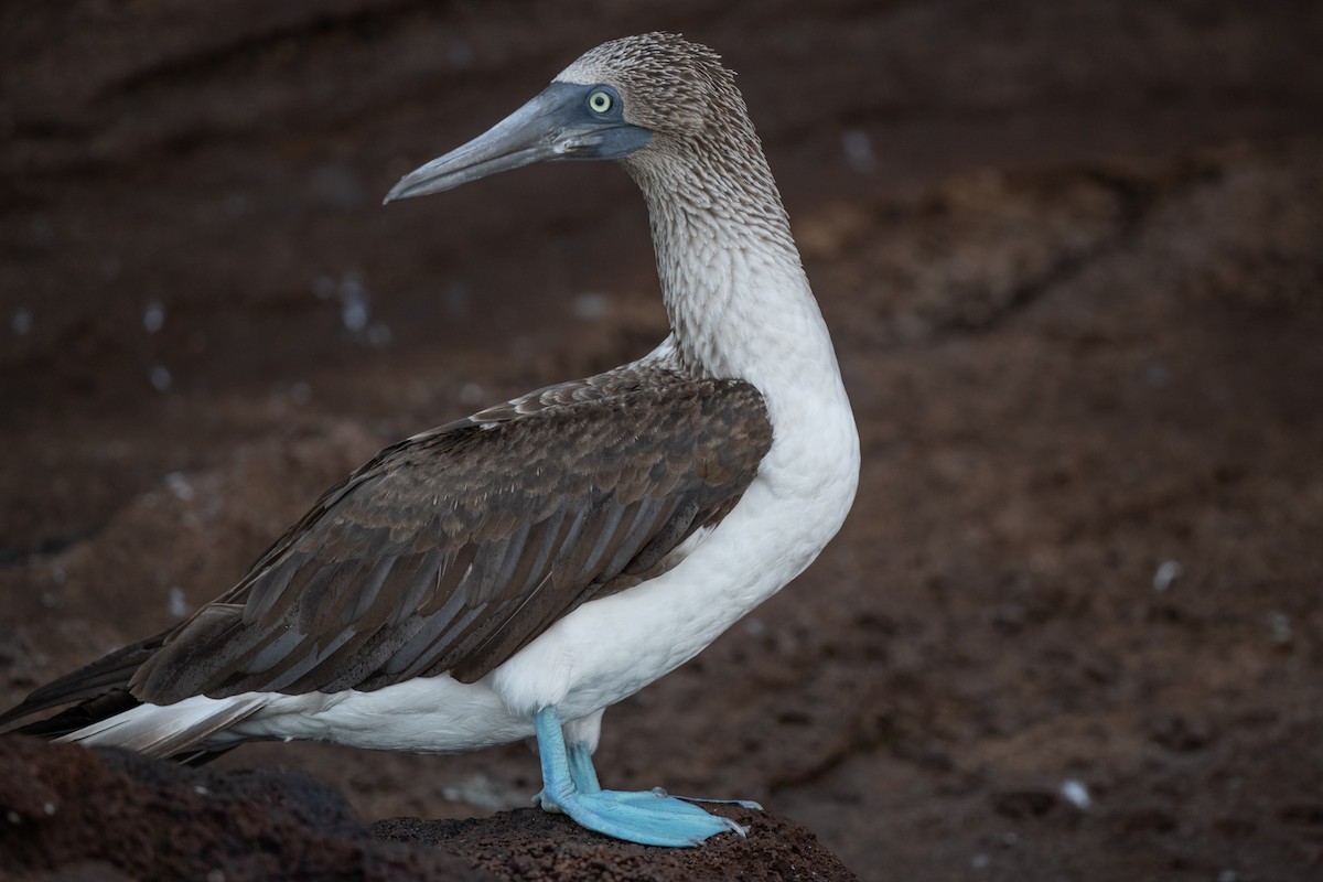 Blue-footed Booby - Adriana Dinu