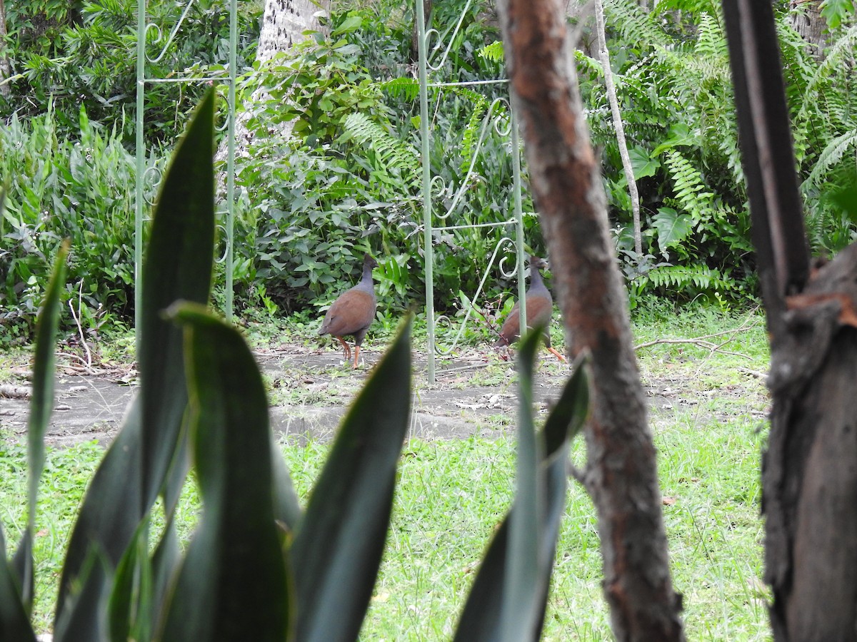 Orange-footed Megapode - Monica Mesch