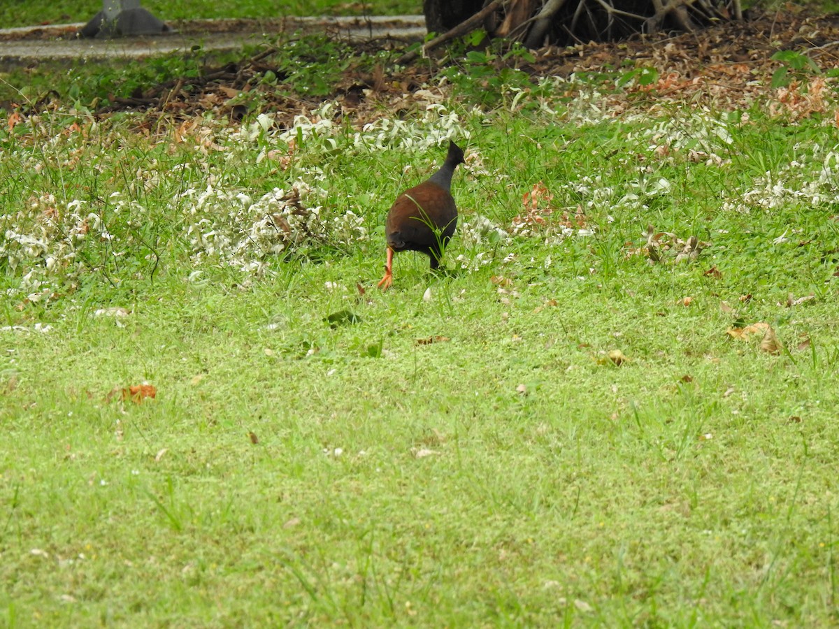 Orange-footed Megapode - Monica Mesch