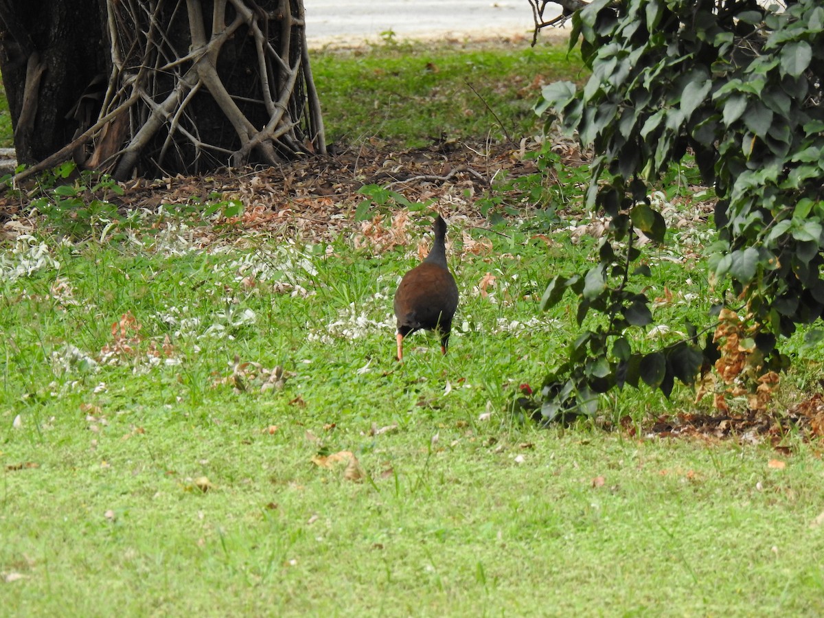 Orange-footed Megapode - Monica Mesch