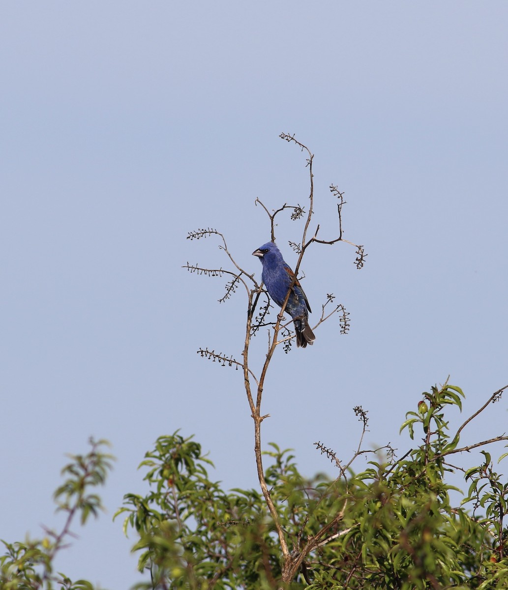 Guiraca bleu - ML619327545