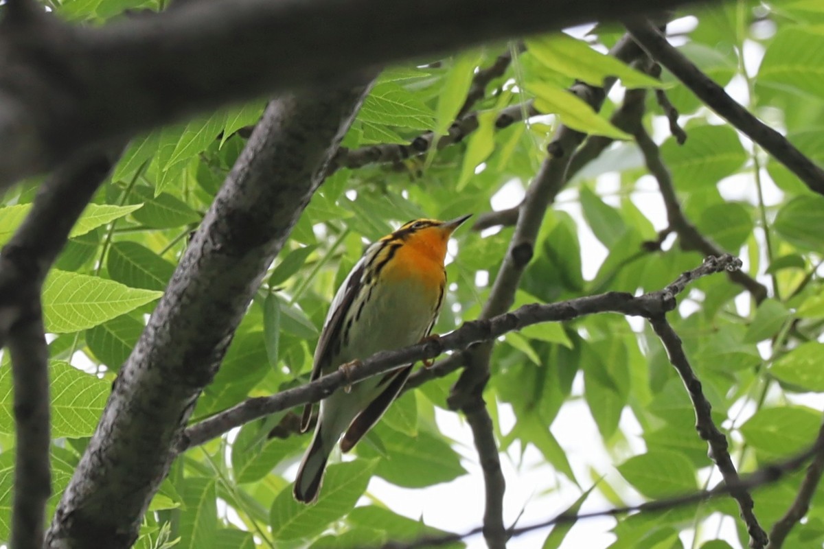 Blackburnian Warbler - Nolan Kerr