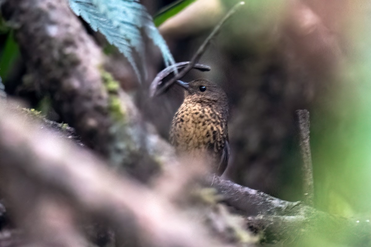 Pygmy Cupwing - Shalini Gopalakrishnan