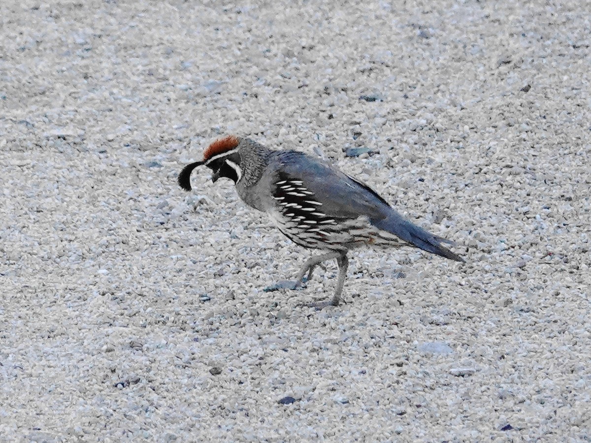 Gambel's Quail - Peter Herstein