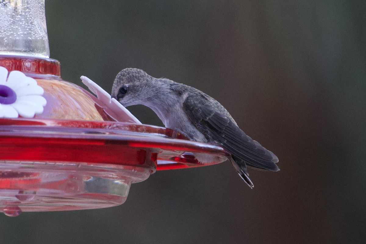 Costa's Hummingbird - Craig Robson