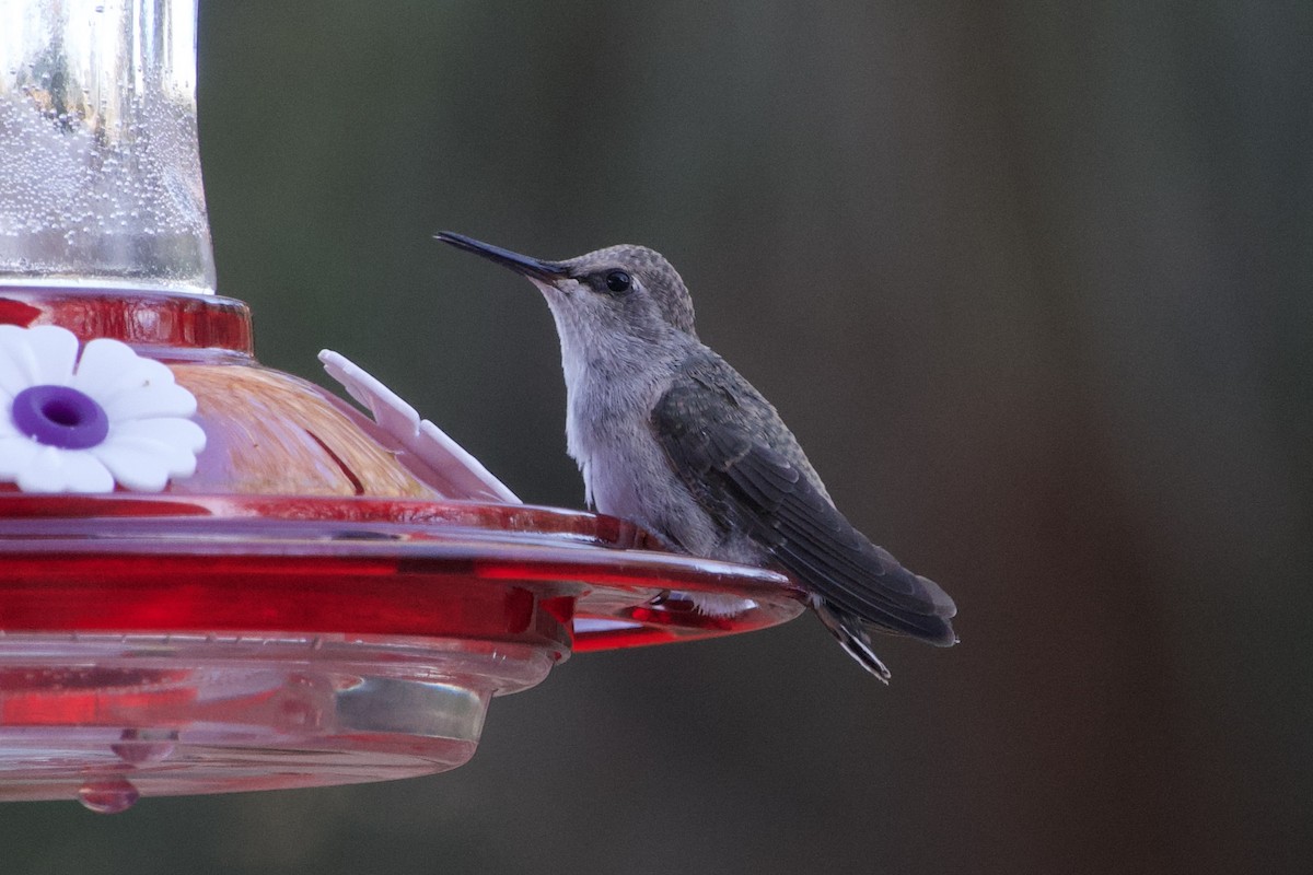 Costa's Hummingbird - Craig Robson
