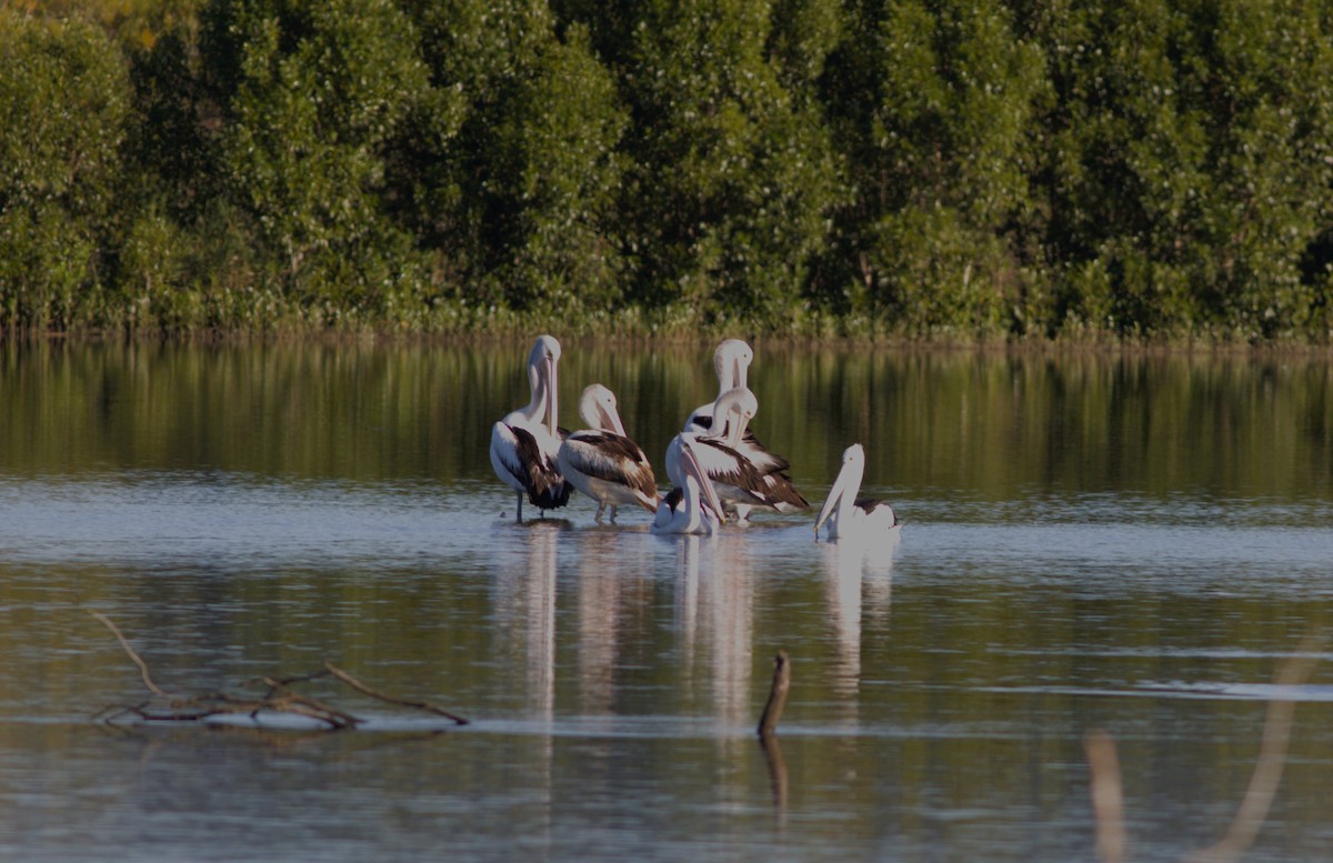 pelikán australský - ML619327598