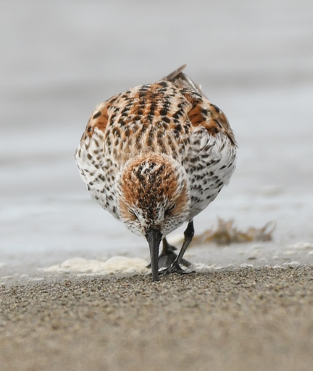 Western Sandpiper - Rachel Hudson