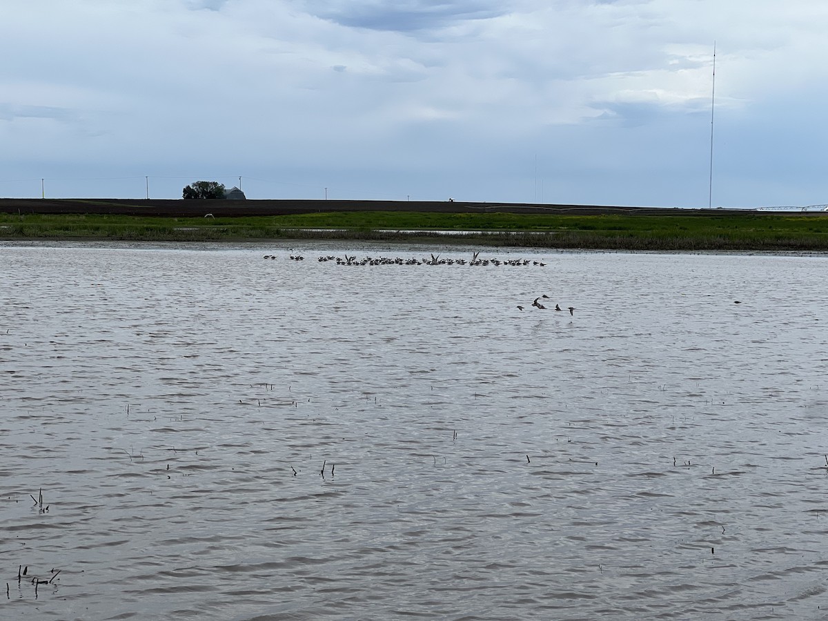 Franklin's Gull - ML619327620