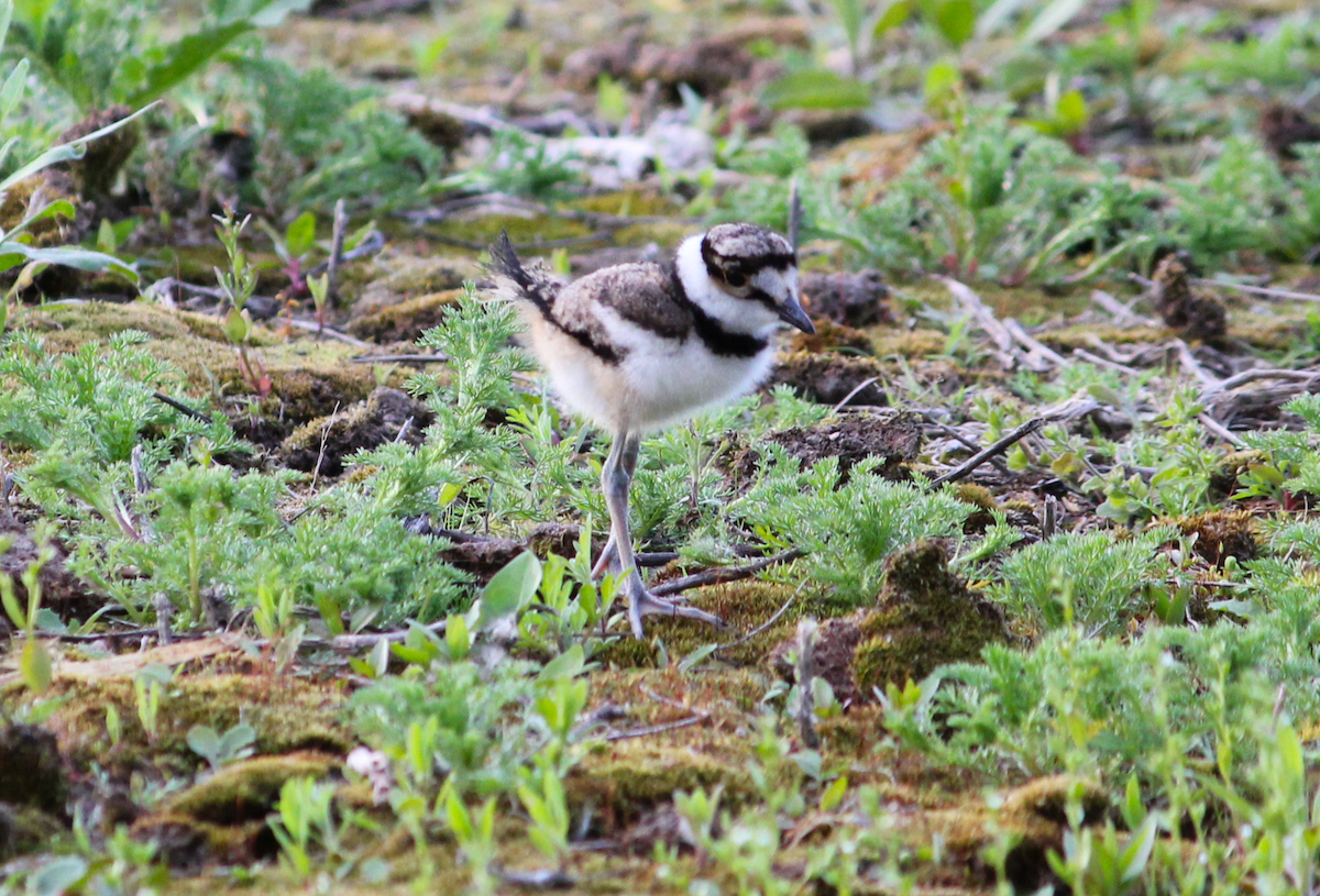 Killdeer - Morgan Vos