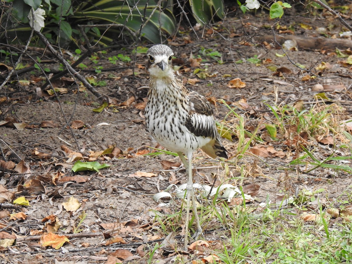 Bush Thick-knee - Monica Mesch