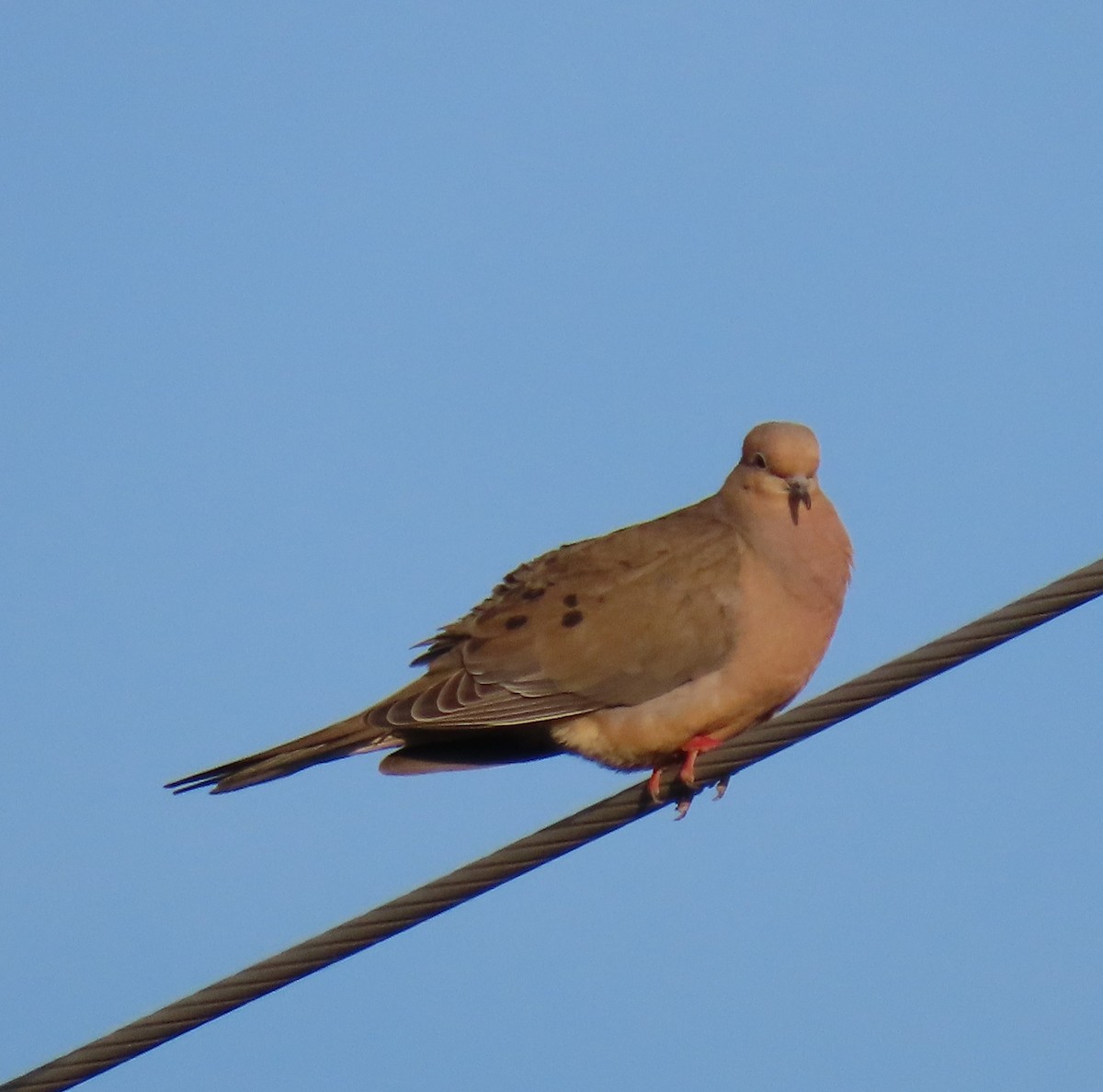 Mourning Dove - Maryse Lessard