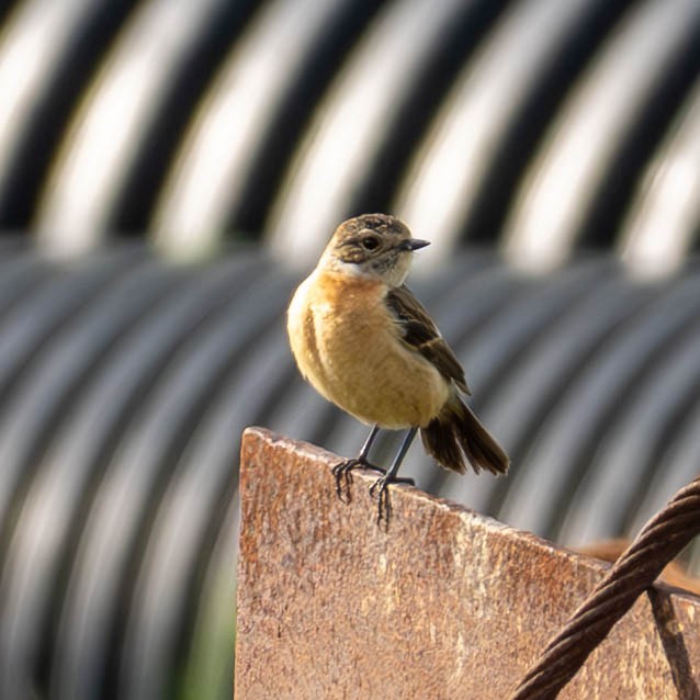 Amur Stonechat - MASATO TAKAHASHI