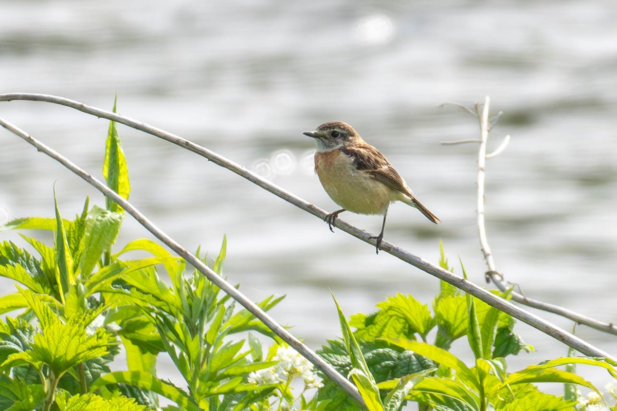 Amur Stonechat - MASATO TAKAHASHI